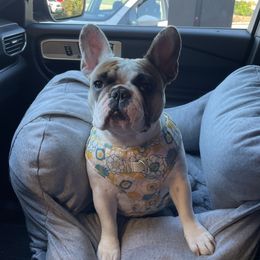 Roulette - French Bulldog