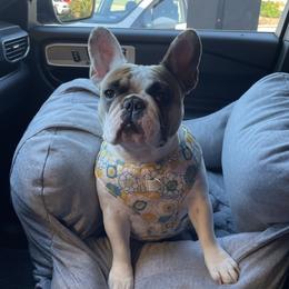 Roulette - French Bulldog