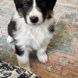 Hodar - Black tri-color Australian Shepherd puppy in Martha’s Vineyard, Massachusetts from Cranberry Hill Aussies