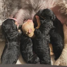 Bernedoodle Puppies from Eastside Paws LLC