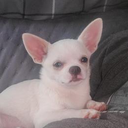 Alaska - Chihuahua