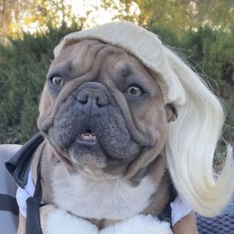 ZaZa - French Bulldog