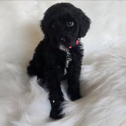 Miss pink - Black female Goldendoodle puppy in Cumming, Georgia from Chattahoochee Kennels