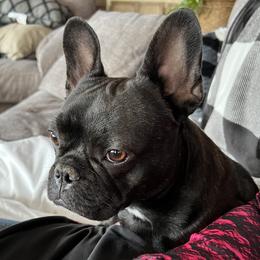 French Bulldogs from Central Frenchie Haven