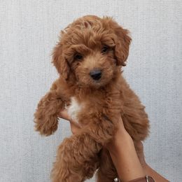 Goldendoodle Puppies from Hartman Goldendoodles