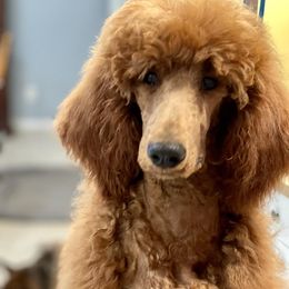 Ginger - Poodle