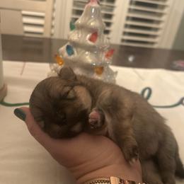 Daisy - Black and tan parti female Pomeranian puppy in Randleman, North Carolina from Luxurious Poms