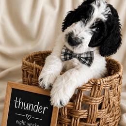 Thunder - Black and white male Aussiedoodle puppy in Eastland, Texas from H5 Mini Doodles