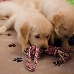 Golden Retriever Puppies from Dani’s Dawgs