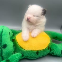 Boy 1 - Blue merle male Pomeranian puppy in Brentwood, California from Royalpawpoms