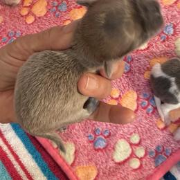 Blue fawn male - Blue fawn male Chihuahua puppy in Summerfield, Florida from Uey’s Chihuahuas