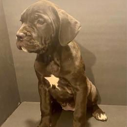 Orange collar female - Black female Cane Corso puppy in Atlanta, Georgia from Brandy Horne