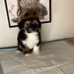 Boy 3 - Black gold and white male Shorkie puppy in Boca Raton, Florida from Tina-Marie's Pups