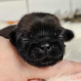 French Bulldog and Pekingese Puppies from SFLK