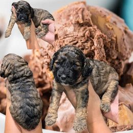 Chocolate Peanut Butter Cup - Black and tan female Cavapoo puppy in Coshocton, Ohio from Forever Family Puppies