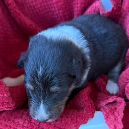 Tricolor Girl Teal Collar - Black white and tan female Collie puppy in Honaker, Virginia from KLW Farm