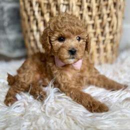 Molly - Red female Cavapoo puppy in Natural Bridge, Virginia from Padgetts Hill Puppies