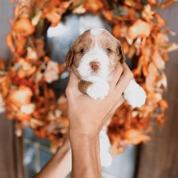 Chrissy - Red  female Goldendoodle puppy in Beecher, Illinois from Cherry Lane Doodles