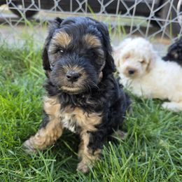 Benja - Black and white male Sheepadoodle puppy in Blackfoot, Idaho from Draper Mountain Doodles