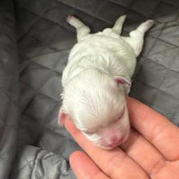 Bella - White female Maltese puppy in Brooksville, Florida from Vega's Maltese