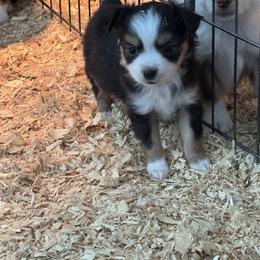Minnie - Black tri female Toy Australian Shepherd puppy in Menan, Idaho from Teton Toy Aussies