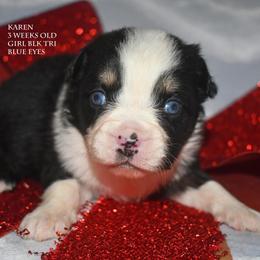 Karen - Black tri female Miniature Australian Shepherd puppy in Patterson, North Carolina from DreamLine Aussies