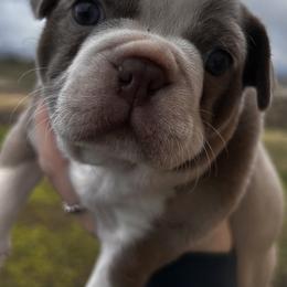 Izzy's girl-1 - Lilac female Boston Terrier puppy in Yakima, Washington from Barnett’s AKC Boston Terriers
