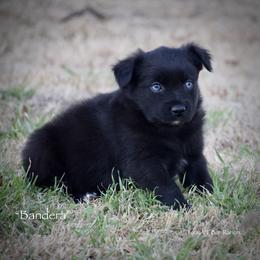 Bandera - Black & white male Miniature Australian Shepherd puppy in Evant, Texas from Lazy VT Bar Ranch