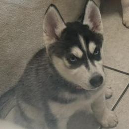 Girl 1 - female Siberian Husky puppy in Barrington, Illinois from Nikolay Veltchev
