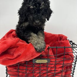 Mrs. Claus - Black and tan female Cavapoo puppy in Austin, Texas from Doodles of Central Texas