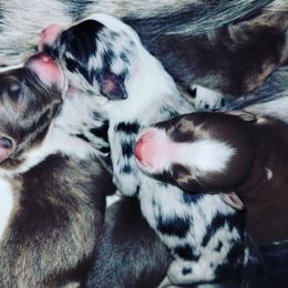 Australian Shepherd Puppies from Diamond Aussies N the Rough