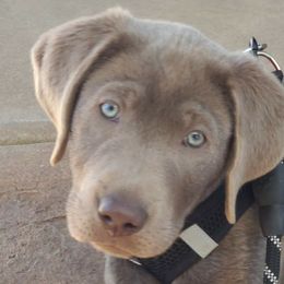 Dilute Retrievers from Calizona Labs