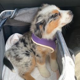 Australian Shepherds from Dandelion Farms PDX