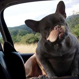 Brie - French Bulldog