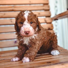 Faith - Red male Bernedoodle puppy in Jackson, Missouri from Pincksten Family Doodles