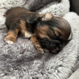 Shih Tzu Puppies from Our ShihTzu Family