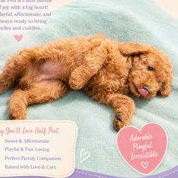 Half Pint - Red  female Goldendoodle puppy in Greer, South Carolina from South Paw Doodles