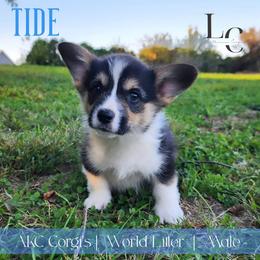Tide - Black and tan male Pembroke Welsh Corgi puppy in Pine Village, Indiana from NL Horsemanship