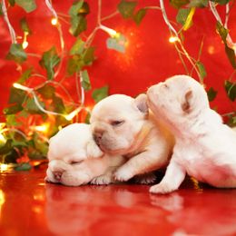French Bulldog Puppies from Exquisite Taste Kennels
