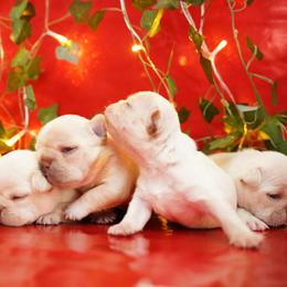 French Bulldog Puppies from Exquisite Taste Kennels