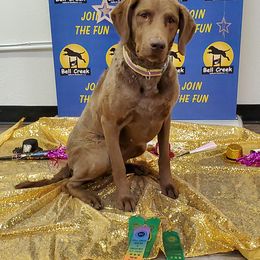 Chesapeake Bay Retrievers from Nuka Bay Chesapeakes