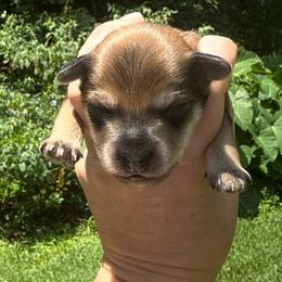 Spirit - Silver male Schnoodle puppy in Temple, Texas from Schnauzers Of Taylor