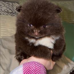 Sid - Chocolate male Pomeranian puppy in Angleton, Texas from Pomeranian Palace, LLC