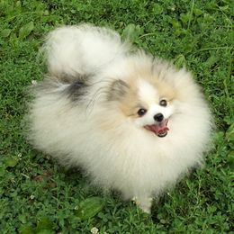 Diablo - Pomeranian