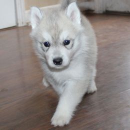 Siberian Husky Puppies from Tevana Siberians LLC