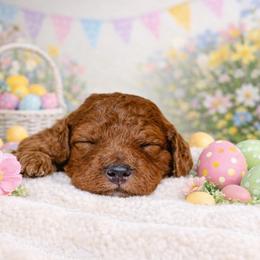Jason - Red  male Poodle puppy in Fresno, California from Bell’s Poodles Of California