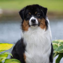 Hugo - Australian Shepherd