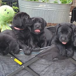 Labrador Retriever Puppies from Labs4Ever Labradors