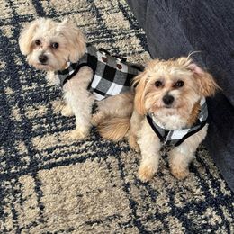 Goldendoodle, Maltese, Maltipoo, and Poodle All Grown Up from Dream Paws Puppies, LLC