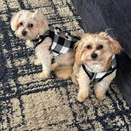 Goldendoodle, Maltese, Maltipoo, and Poodle All Grown Up from Dream Paws Puppies, LLC